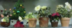 Plant Pots Etc